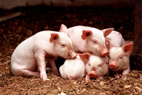 depositphotos_9654835-stock-photo-little-piglets