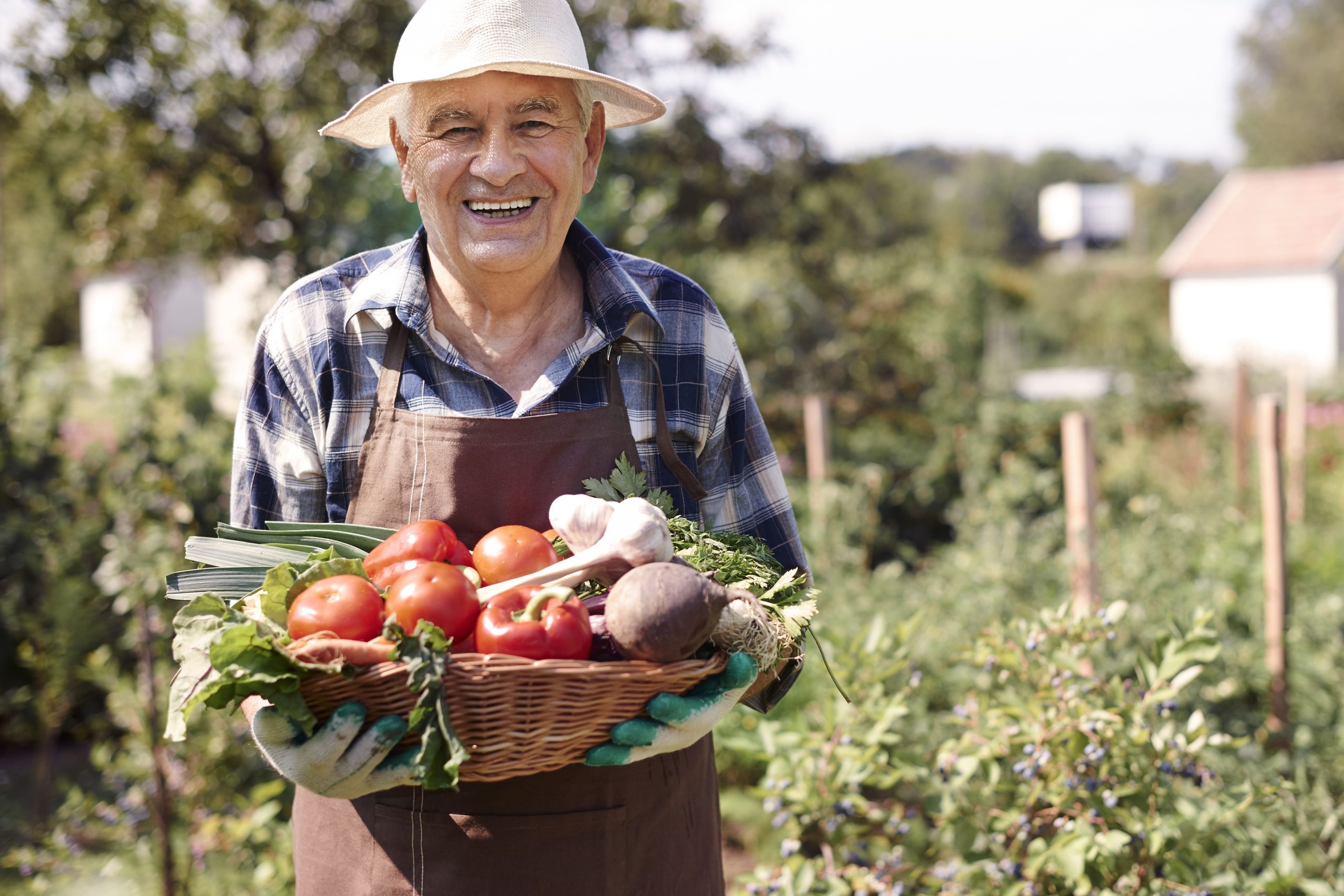 senior-man-working-field-with-chest-vegetables